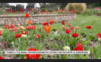 turri e i tulipani un esplosione di colori che incanta la sardegna