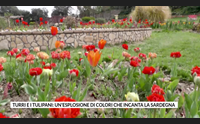 turri e i tulipani un esplosione di colori che incanta la sardegna