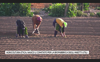 agricoltura etica nasce il comitato per la biofabbrica degli insetti utili