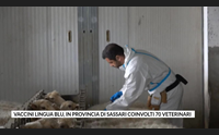 vaccini lingua blu in provincia di sassari coinvolti 70 veterinari