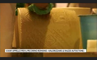 coop appello per il pecorino romano valorizzare le razze autoctone