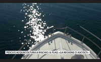 pesca e acquacoltura a rischio il flag la regione ci ascolti