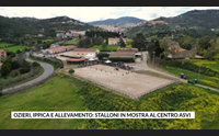 ozieri ippica e allevamento stalloni in mostra al centro asvi