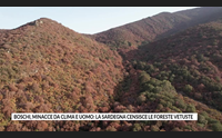 boschi minacce da clima e uomo la sardegna censisce le foreste vetuste