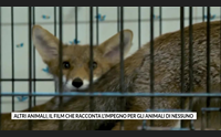 altri animali il film che racconta l impegno per gli animali di nessuno