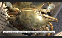 santa gilla granchio blu in laguna cozze e arselle produzione compromessa