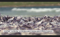 stintino la pelosa si colora di blu invasa dalle velella velella