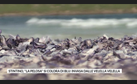 stintino la pelosa si colora di blu invasa dalle velella velella