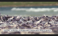 stintino la pelosa si colora di blu invasa dalle velella velella