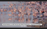 molentargius lo spettacolo dei fenicotteri rosa vicini alle schiuse