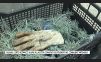 sassari l orto botanico si apre alla citt coinvolti gli studenti nel connubio artemisia