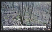 marrubiu progetto per ambiente e occupazione nel bosco del monte arci