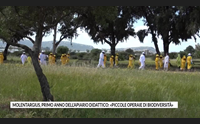 molentargius primo anno dell apiario didattico piccole operaie di biodiversit