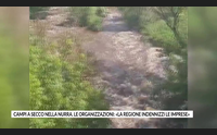 campi a secco nella nurra le organizzazioni la regione indennizzi le imprese