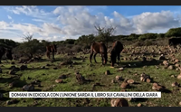 domani in edicola con l unione sarda il libro sui cavallini della giara