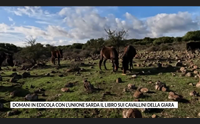 domani in edicola con l unione sarda il libro sui cavallini della giara