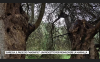 baressa il paese dei magnifici un progetto per promuovere la marmilla