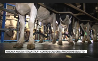 arborea nasce la stalla etica contro il calo della produzione del latte