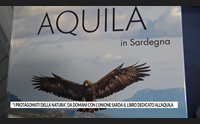 i protagonisti della natura da domani con l unione sarda il libro dedicato all aquila