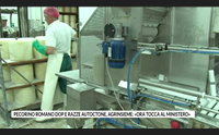 pecorino romano dop e razze autoctone agrinsieme ora tocca al ministero