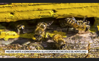 mieliere aperte a gonnosfanadiga alla scoperta dell oro dolce del monte linas