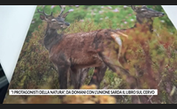 i protagonisti della natura da domani con l unione sarda il libro sul cervo