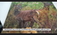 i protagonisti della natura da domani con l unione sarda il libro sul cervo