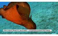 porto cervo progetto blue forest la posidonia ricresce nei fondali