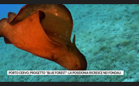 porto cervo progetto blue forest la posidonia ricresce nei fondali