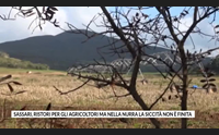 sassari ristori per gli agricoltori ma nella nurra la siccit non finita