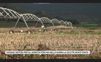 sassari ristori per gli agricoltori ma nella nurra la siccit non finita