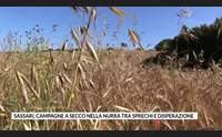 sassari campagne a secco nella nurra tra sprechi e disperazione