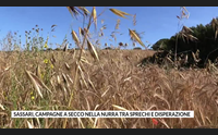 sassari campagne a secco nella nurra tra sprechi e disperazione