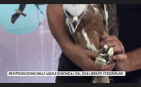 reintroduzione delle aquile di bonelli dal 2018 liberati 47 esemplari