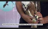 reintroduzione delle aquile di bonelli dal 2018 liberati 47 esemplari