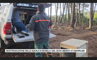 reintroduzione delle aquile di bonelli dal 2018 liberati 47 esemplari