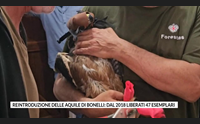 reintroduzione delle aquile di bonelli dal 2018 liberati 47 esemplari