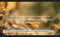 capoterra nella giornata per l ambiente tutti insieme per proteggere le api