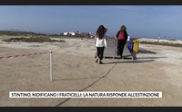 stintino nidificano i fraticelli la natura risponde all estinzione