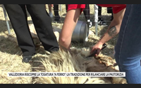valledoria riscopre la tosatura a ferro la tradizione per rilanciare la pastorizia