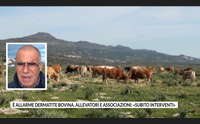 allarme dermatite bovina allevatori e associazioni subito interventi