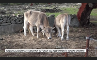 arzana la dermatite bovina affossa gli allevamenti danni enormi