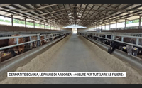 dermatite bovina le paure di arborea misure per tutelare le filiere