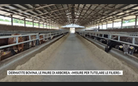 dermatite bovina le paure di arborea misure per tutelare le filiere