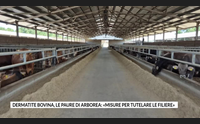 dermatite bovina le paure di arborea misure per tutelare le filiere