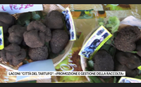 laconi citt del tartufo promozione e gestione della raccolta