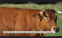 dermatite bovina contagio a mantova da animali sardi scatta la prevenzione