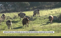 dermatite bovina veterinari ue e dal ministero nel nuorese domani vertice in regione