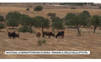 bolotana la dermatite bovina fa paura temiamo il crollo delle attivit