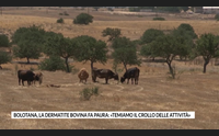 bolotana la dermatite bovina fa paura temiamo il crollo delle attivit